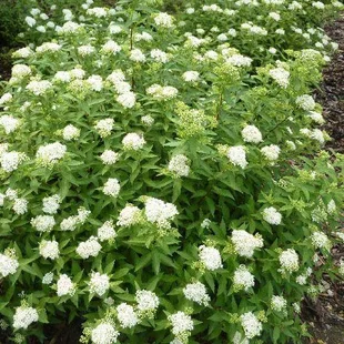 Tavoľník japonský Albiflora, výška 20/+cm, v črepníku Spiraea japonica Albiflora