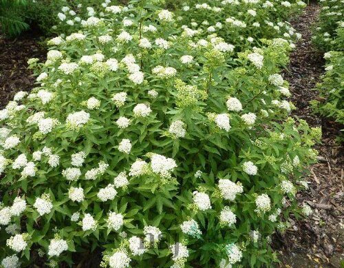 Tavoľník japonský Albiflora, výška 20/+cm, v črepníku Spiraea japonica Albiflora