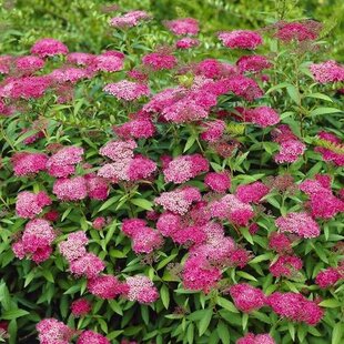 Tavoľník japonský Anthony Waterer 20/40 cm, v črepníku 2l Spiraea japonica Anthony Waterer