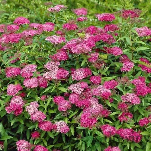 Tavoľník japonský Anthony Waterer 20/40 cm, v črepníku 2l Spiraea japonica Anthony Waterer