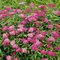 Tavoľník japonský Anthony Waterer 20/40 cm, v črepníku 2l Spiraea japonica Anthony Waterer