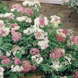 Tavoľník japonský Crispa, 25/+cm, v črepníku Spiraea japonica Crispa