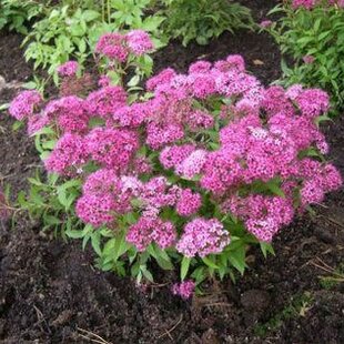 Tavoľník japonský Dart´s red 20/40 cm, v črepníku Spiraea Japonica Dart´s Red