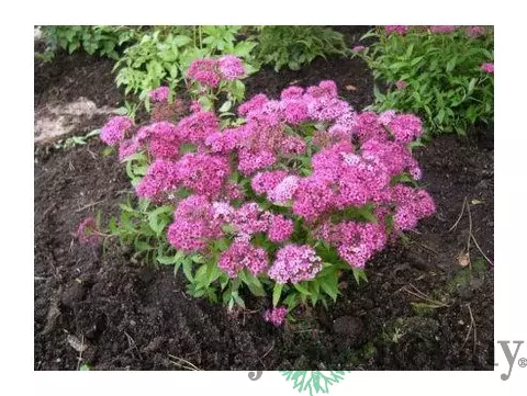 Tavoľník japonský Dart´s red 20/40 cm, v črepníku Spiraea Japonica Dart´s Red