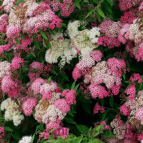 Tavoľník japonský Genpei, 20/+cm, v črepníku Spiraea japonica Genpei