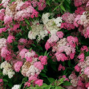 Tavoľník japonský Genpei, 20/+cm, v črepníku Spiraea japonica Genpei