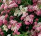 Tavoľník japonský Genpei, 20/+cm, v črepníku Spiraea japonica Genpei
