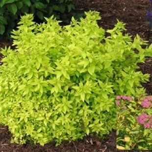 Tavoľník japonský Gold Mount 20/40 cm, v črepníku 2l Spiraea Japonica Gold Mount
