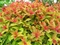 Tavoľník japonský Goldflame, 25/+cm, v črepníku Spiraea japonica Goldflame