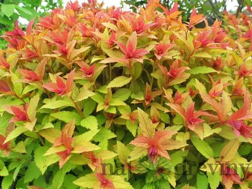 Tavoľník japonský Goldflame, 25/+cm, v črepníku Spiraea japonica Goldflame