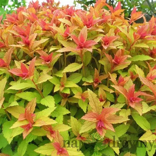 Tavoľník japonský Goldflame, 25/+cm, v črepníku Spiraea japonica Goldflame