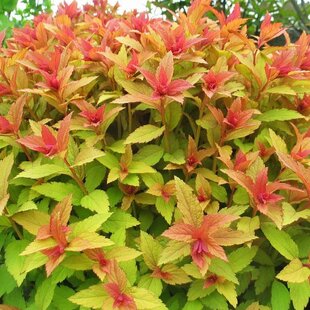 Tavoľník japonský Goldflame, 25/+cm, v črepníku Spiraea japonica Goldflame