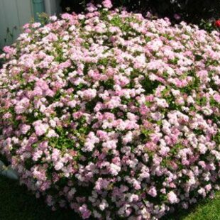 Tavoľník japonský Little Princess, výška 25/+ cm, v črepníku Spiraea japonica Little Princesse