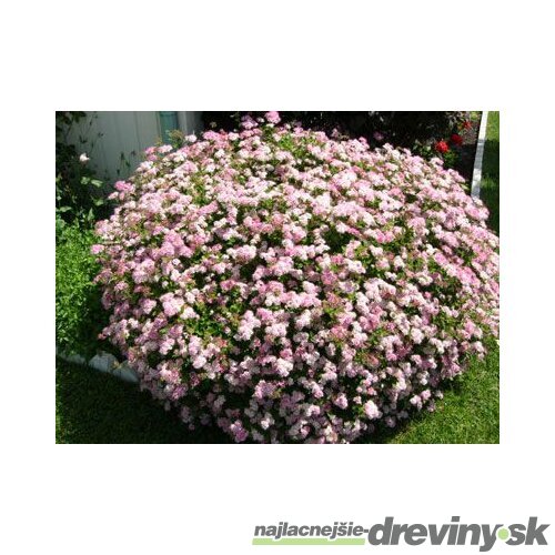 Tavoľník japonský Little Princesse, v črepníku Spiraea japonica Little Princesse