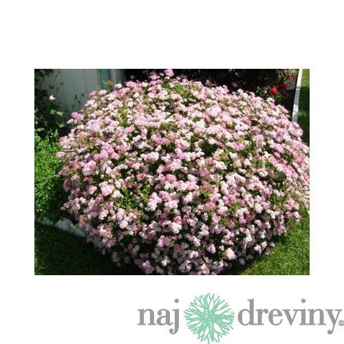 Tavoľník japonský Little Princesse, v črepníku Spiraea japonica Little Princesse