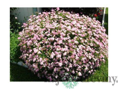Tavoľník japonský Little Princesse, v črepníku Spiraea japonica Little Princesse