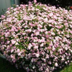 Tavoľník japonský Little Princesse, v črepníku Spiraea japonica Little Princesse