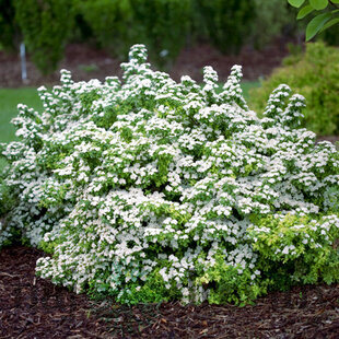 Tavoľník nipponský Halwards Silver, výška 20/40 cm, v črepníku 2l Spiraea nipponica Halwards Silver