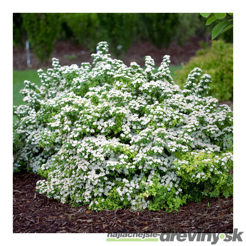 Tavoľník nipponský Halwards Silver, výška 20/40 cm, v črepníku 2l Spiraea nipponica Halwards Silver