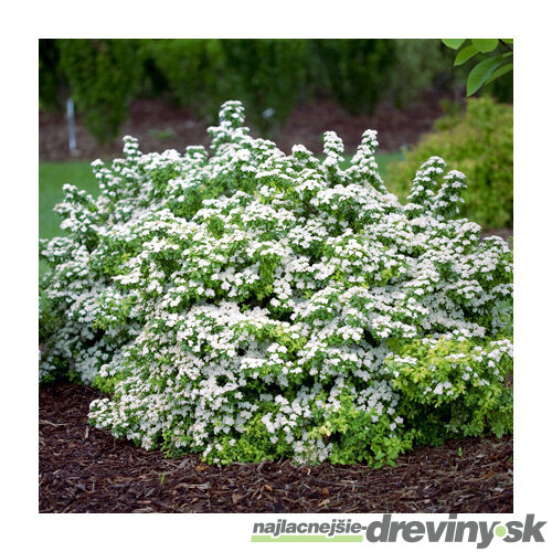 Tavoľník nipponský Halwards Silver, výška 20/40 cm, v črepníku 2l Spiraea nipponica Halwards Silver