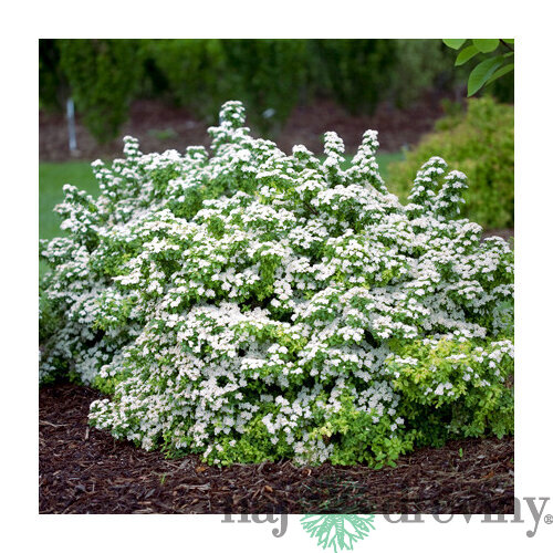 Tavoľník nipponský Halwards Silver, výška 20/40 cm, v črepníku 2l Spiraea nipponica Halwards Silver