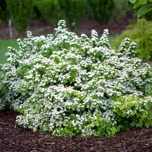 Tavoľník nipponský Halwards Silver, výška 20/40 cm, v črepníku 2l Spiraea nipponica Halwards Silver