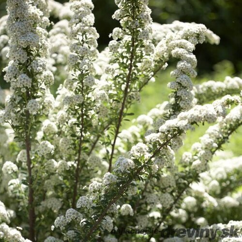 Tavoľník nipponský June Bride, výška 20/40 cm, v črepníku 2l Spiraea niponnica June Bride 