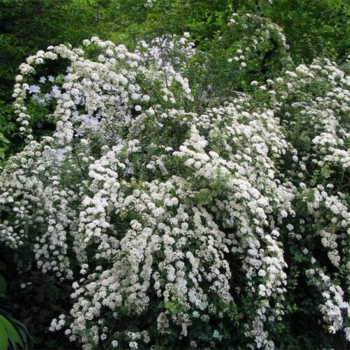 Tavoľník nipponský Snowmound 20/40 cm, v črepníku 2l Spiraea nipponica Snowmound