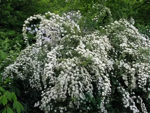 Tavoľník nipponský Snowmound 20/40 cm, v črepníku 2l Spiraea nipponica Snowmound