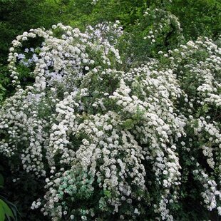 Tavoľník nipponský Snowmound 20/40 cm, v črepníku 2l Spiraea nipponica Snowmound