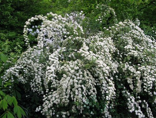 Tavoľník nipponský Snowmound 20/40 cm, v črepníku 2l Spiraea nipponica Snowmound