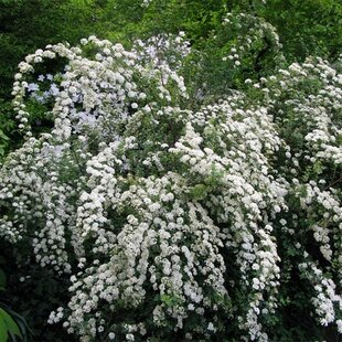 Tavoľník nipponský Snowmound 20/40 cm, v črepníku 2l Spiraea nipponica Snowmound