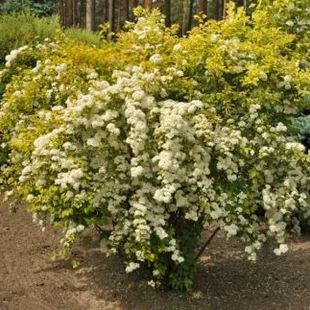 Tavoľník van Houtteho x Gold Fountain, 30/+cm, v črepníku Spiraea vanhouttei x Gold Fountain