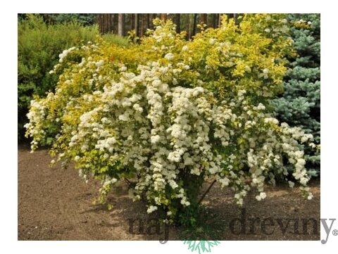 Tavoľník van Houtteho x Gold Fountain, 30/+cm, v črepníku Spiraea vanhouttei x Gold Fountain