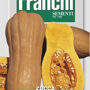 Tekvica - maslová - BUTTERNUT RUGOSA - semená 5g.