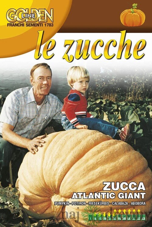 Tekvica okrasná - ATLANTIC GIANT