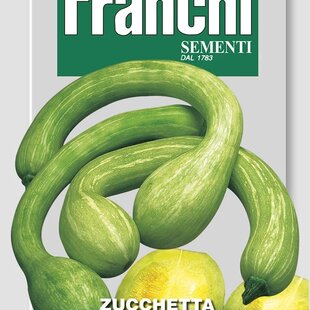 Tekvica -TROMBA D´ALBENGA