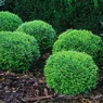 Thuja Danica