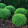 Thuja Danica