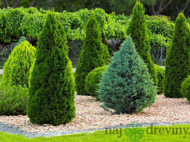 Thuja occidentalis - Tuja