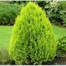 Thuja Orientalis Meldensis