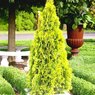 Thuja Orientalis Pyramidalis Aurea