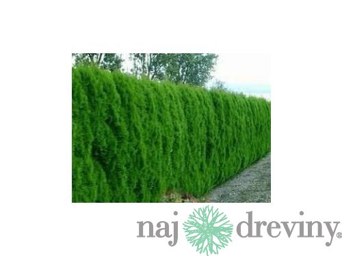 Thuja Smaragd