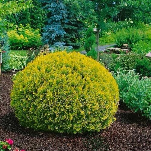 Thuja západná ‘Dawid‘ PBR 20/30 cm v črepníku Thuja occidentalis Dawid