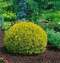 Thuja západná ‘Dawid‘ PBR 20/30 cm v črepníku Thuja occidentalis Dawid