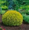 Thuja západná ‘Dawid‘ PBR 20/30 cm v črepníku Thuja occidentalis Dawid