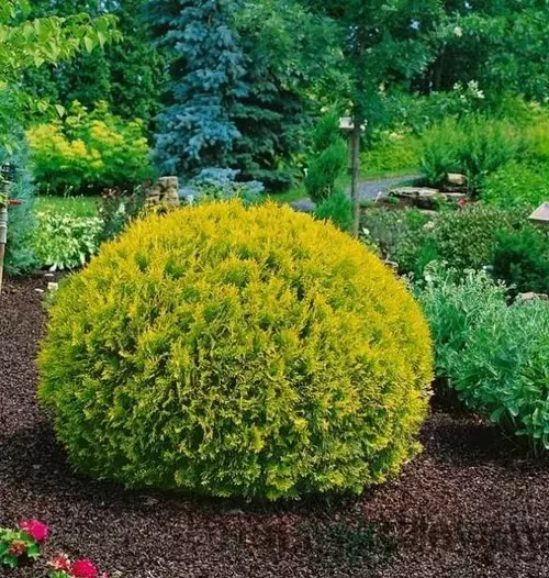 Thuja západná ‘Dawid‘ PBR 20/30 cm v črepníku Thuja occidentalis Dawid
