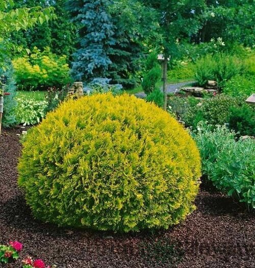 Thuja západná ‘Dawid‘ PBR 20/30 cm v črepníku Thuja occidentalis Dawid