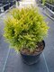 Thuja západná ‘Dawid‘ PBR 40/50 cm v črepníku 7.5 l Thuja occidentalis