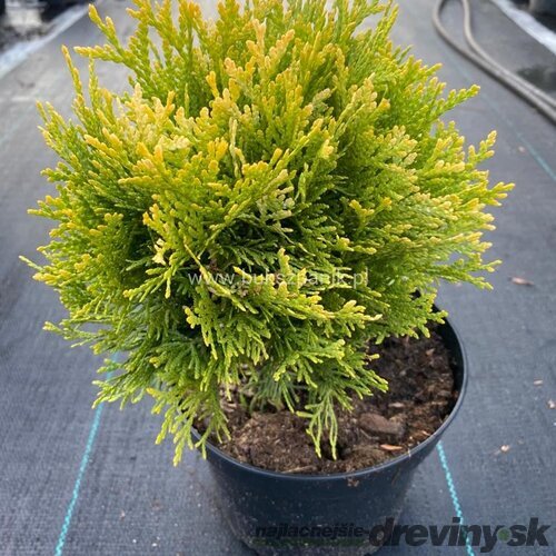 Thuja západná ‘Dawid‘ PBR 40/50 cm v črepníku 7.5 l Thuja occidentalis